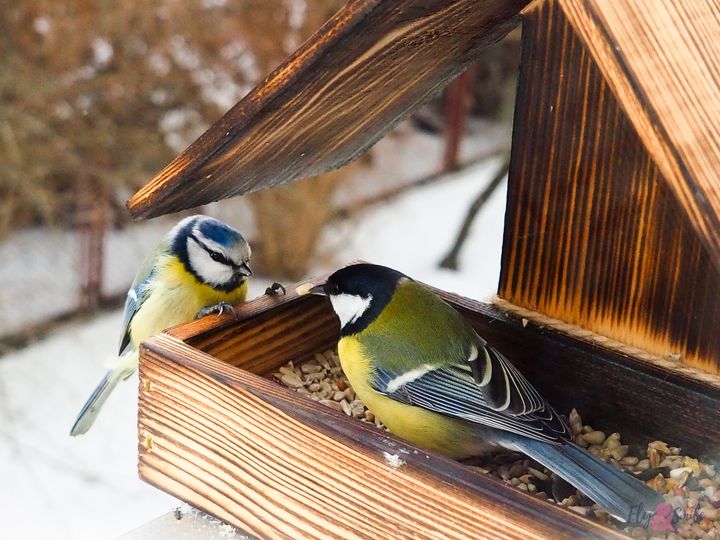 "The bird table"                                    a modern-day parable