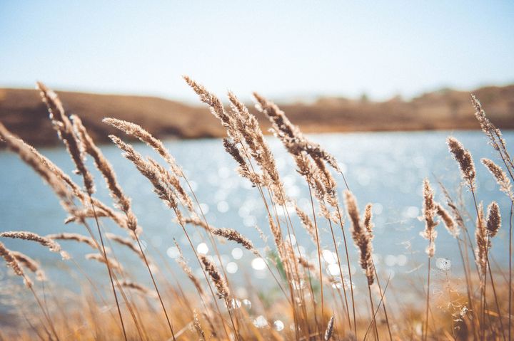 Antipas, a reed blown in the wind